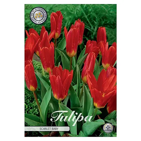 Cvjetne lukovice Tulipan Kaufmannia Scarlet Baby
