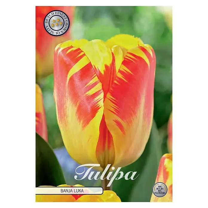 Cvjetne lukovice Tulipan Triumph Banja Luka - Botanički opis: Tulipa, Žute boje - Pogled sprijeda