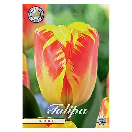 Cvjetne lukovice Tulipan Triumph Banja Luka