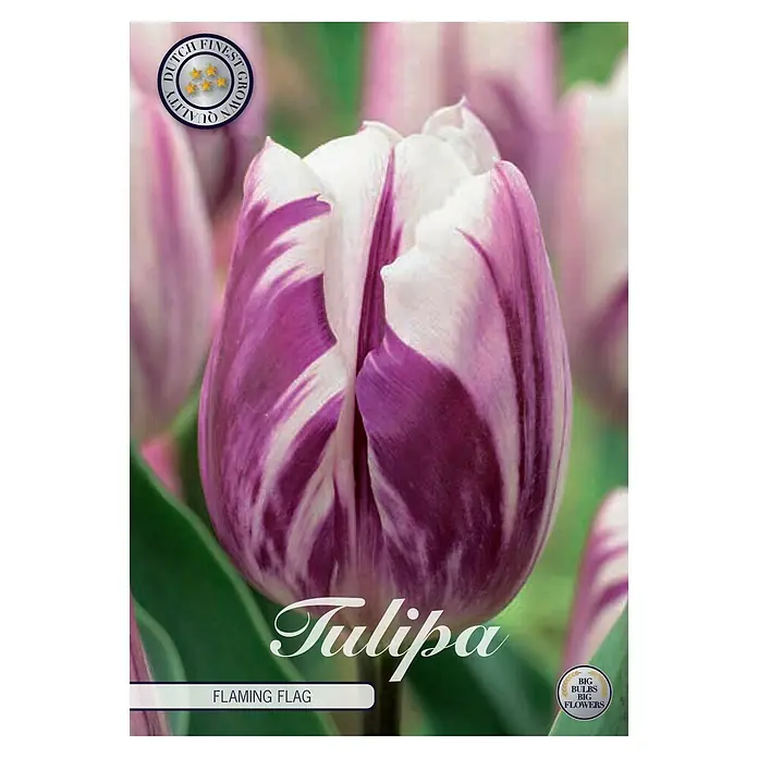 Cvjetne lukovice Tulipan Triumph Flaming Flag - Botanički opis: Tulipa, Ljubičaste boje - Pogled sprijeda