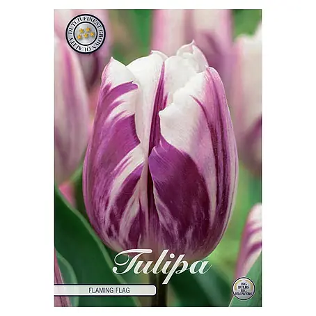 Cvjetne lukovice Tulipan Triumph Flaming Flag