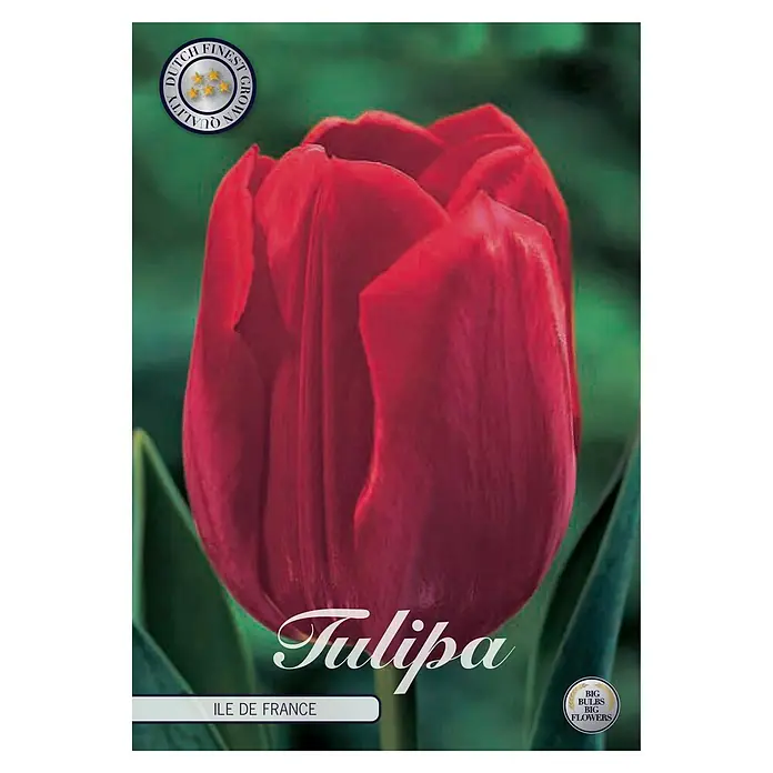 Cvjetne lukovice Tulipan Triumph Ile de France - Crvena, Botanički opis: Tulipa - Pogled sprijeda