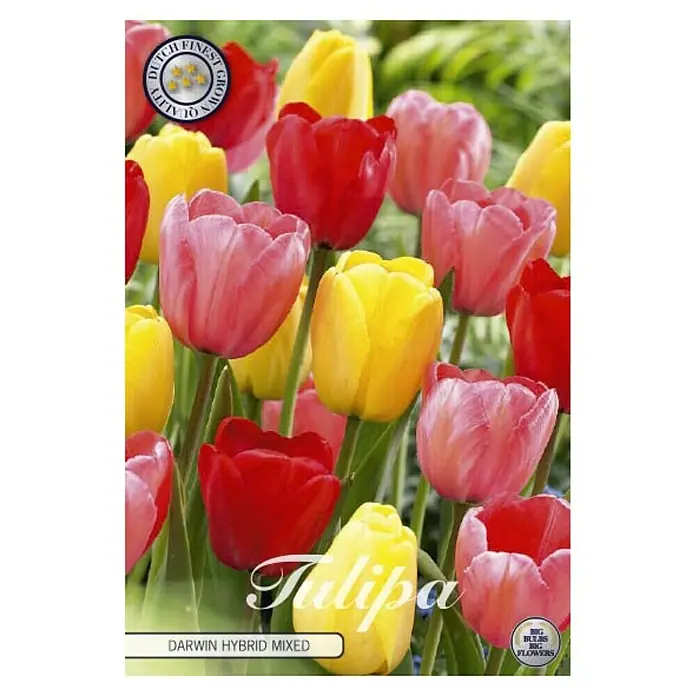 Cvjetne lukovice Tulipan Darwin Hybride Mixed - Mješane boje, Botanički opis: Tulipa - Pogled sprijeda