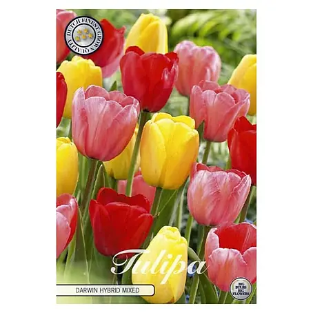 Cvjetne lukovice Tulipan Darwin Hybride Mixed