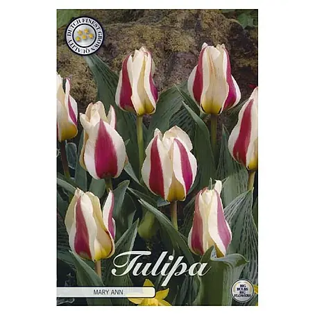 Cvjetne lukovice Tulipan Greigii Mary Ann