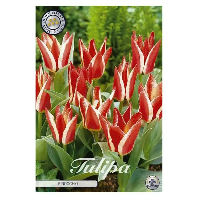 Cvjetne lukovice Tulipan Greigii Pinocchio - Crvena, Botanički opis: Tulipa - Pogled sprijeda