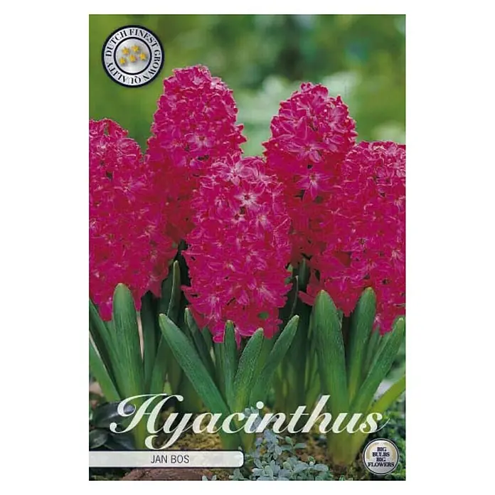 Cvjetne lukovice Zumbul Orientalis Jan Bos - crvena, Botanički opis: Hyacinthus - Pogled sprijeda