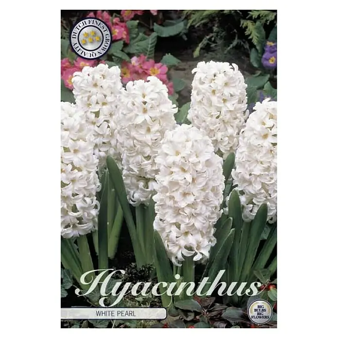 Cvjetne lukovice  Zumbul Orientalis White Pear - Bijela, Botanički opis: Hyacinthus - Pogled sprijeda