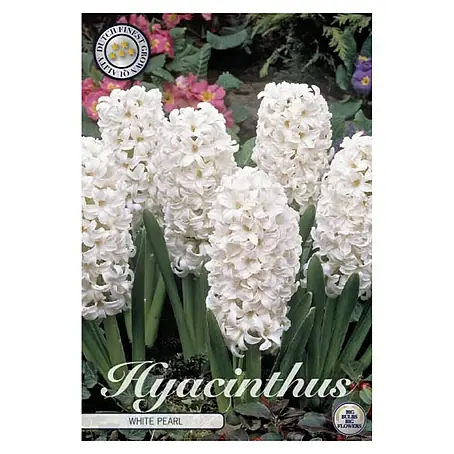 Cvjetne lukovice  Zumbul Orientalis White Pear