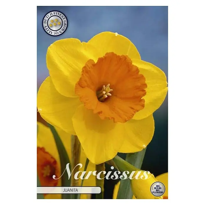 Cvjetne lukovice Narcisa large cupped Juanita - Žuta, Botanički opis: Narcissus - Pogled sprijeda