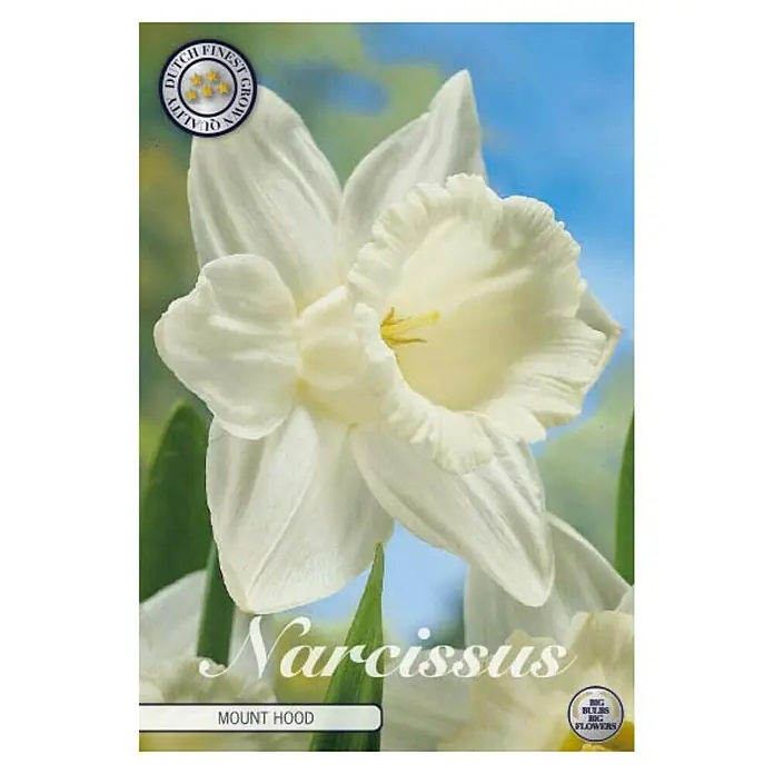 Cvjetne lukovice Narcisa large cupped Mount Hood - bijele boje, Botanički opis: Narcissus - Pogled sprijeda