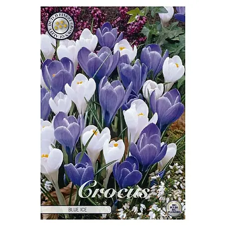 Cvjetne lukovice Crocus Vernus Blue Ice