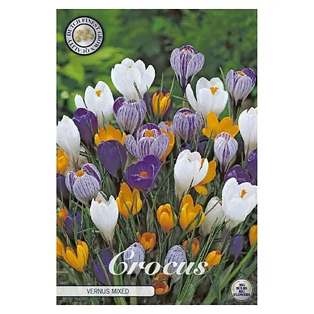 Cvjetne lukovice Crocus vernus