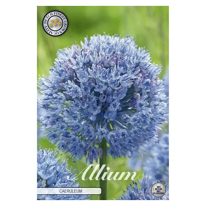 Cvjetne lukovice Luk ukrasni Allium Caeruleum - Plava, Botanički opis: Allium - Pogled sprijeda