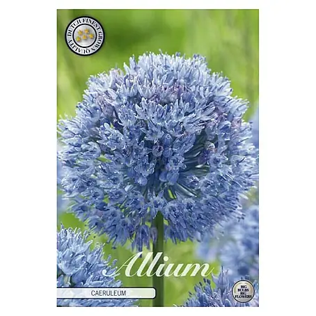 Cvjetne lukovice Luk ukrasni Allium Caeruleum