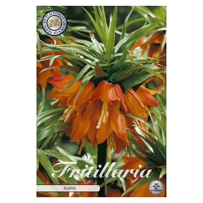 Cvjetne lukovice Fritillaria Imperialis Rubra - Narančasta, Botanički opis: Fritillaria - Pogled sprijeda