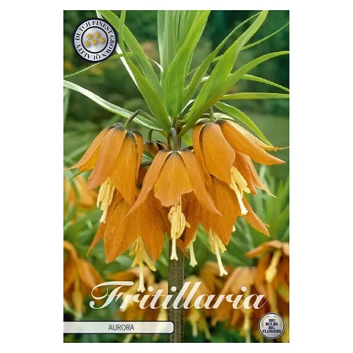 Cvjetne lukovice Fritillaria imperialis Aurora - Narančasta, Botanički opis: Fritillaria - Pogled sprijeda