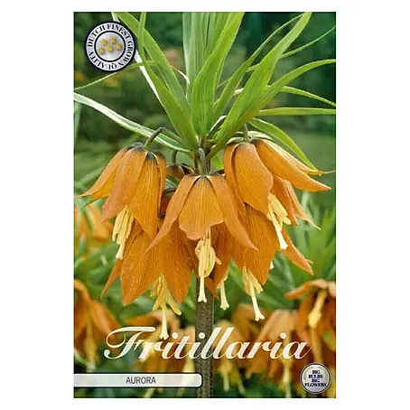 Cvjetne lukovice Fritillaria imperialis Aurora