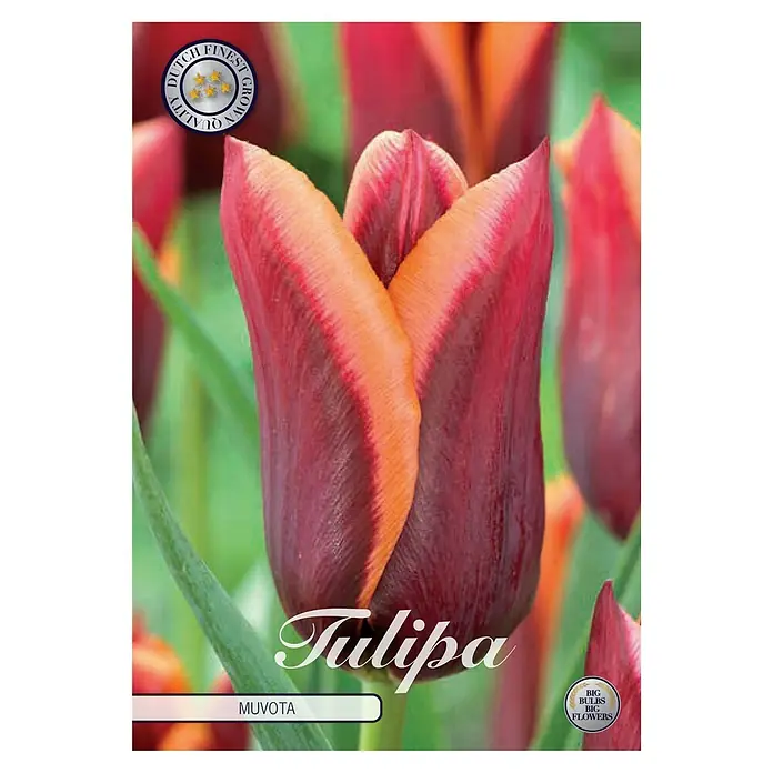 Cvjetne lukovice Tulipan Triumph Muvota - Crvena, Botanički opis: Tulipa - Pogled sprijeda