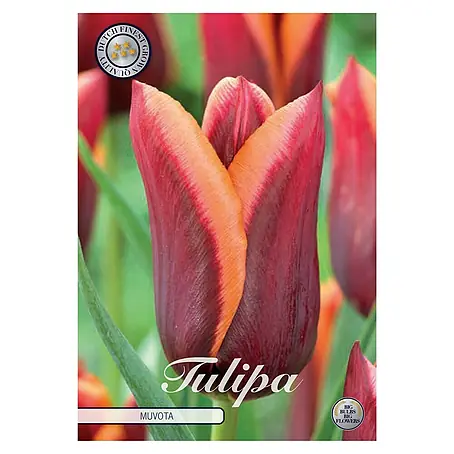 Cvjetne lukovice Tulipan Triumph Muvota