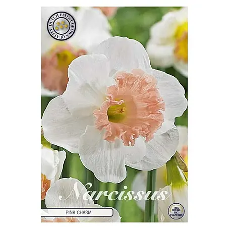 Cvjetne lukovice Narcisa Large Cuppedpink Charm