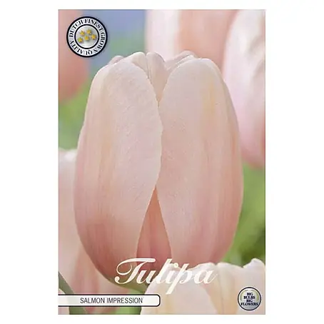 Cvjetne lukovice Tulipan Darwin Hybride Salmon Impression