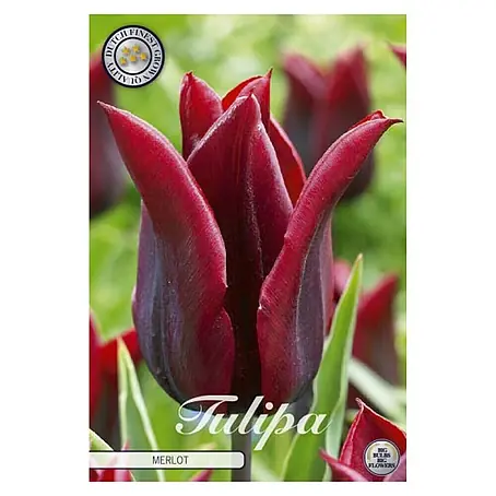 Cvjetne lukovice Tulipan Merlot