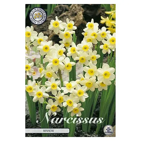 Cvjetne lukovice Narcisa Botanical Minnow