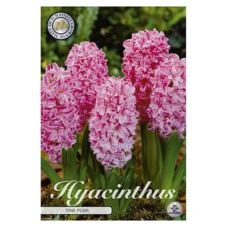 Cvjetne lukovice Zumbul Orientalis Pink Pearl