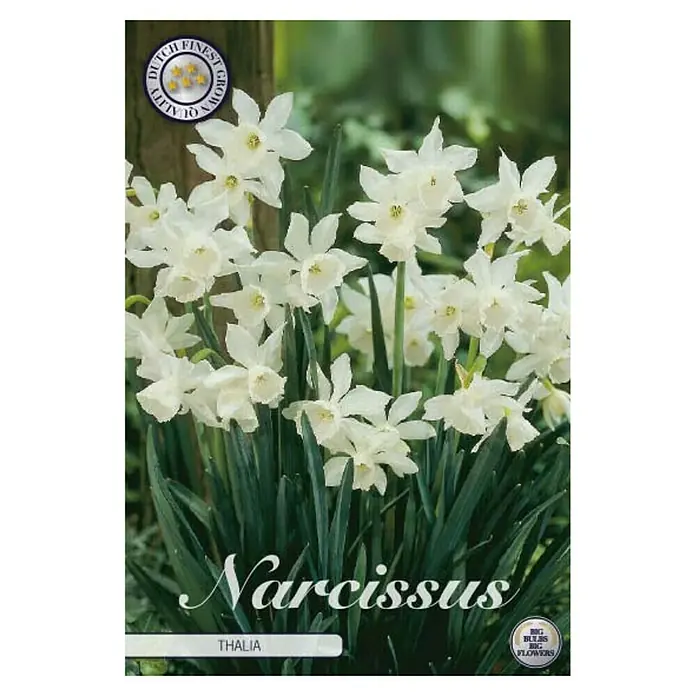 Cvjetne lukovice Narcisa Botanical Thalia - Bijela, Botanički opis: Narcissus - Pogled sprijeda