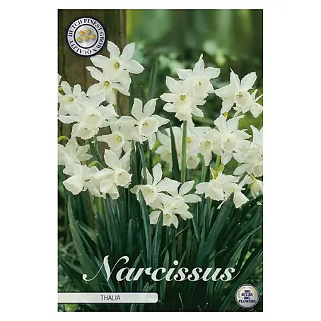 Cvjetne lukovice Narcisa Botanical Thalia