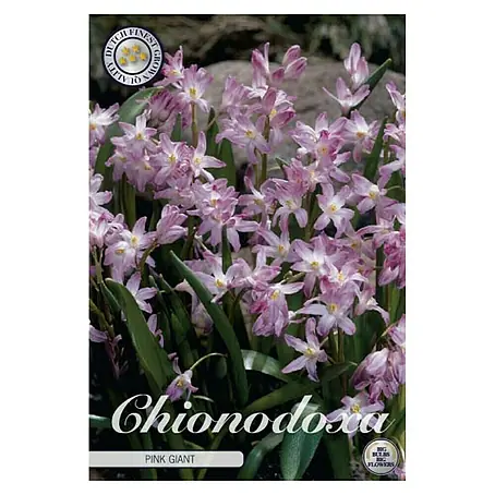 Cvjetne lukovice Chionodoxa Forbesii Pink Giant