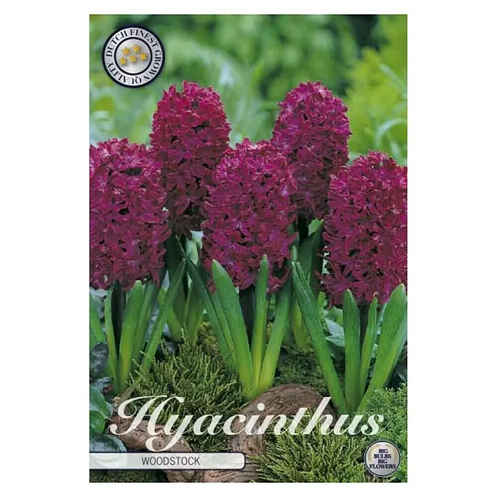 Cvjetne lukovice Zumbul Orientalis Woodstock - Tamno crvena, Botanički opis: Hyacinthus - Pogled sprijeda