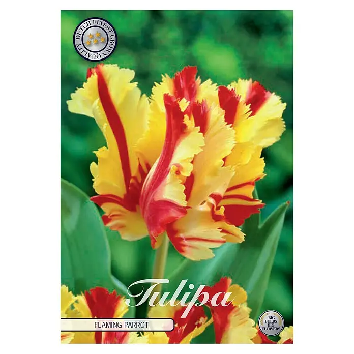 Cvjetne lukovice Tulipan Flaming Parrot - Crvena, Botanički opis: Tulipa - Pogled sprijeda