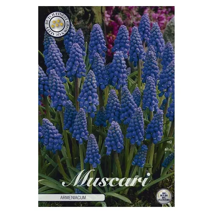 Cvjetne lukovice Muscari Armeniacum - Plava, ljubičasta, Botanički opis: Muscari - Pogled sprijeda