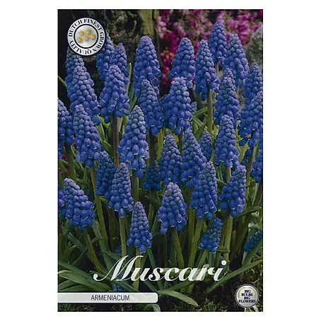 Cvjetne lukovice Muscari Armeniacum