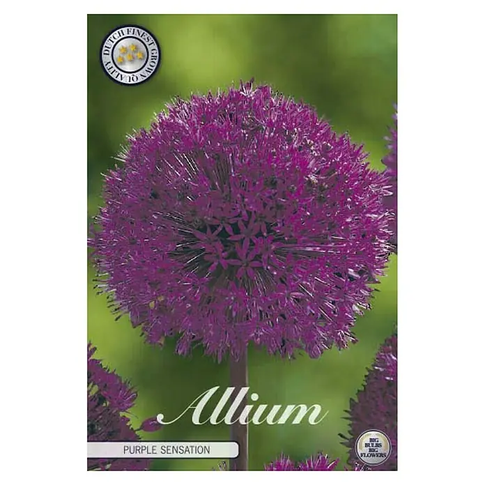 Cvjetne lukovice Luk ukrasni Allium Purple Sensation - Ljubičasta, Botanički opis: Allium - Pogled sprijeda