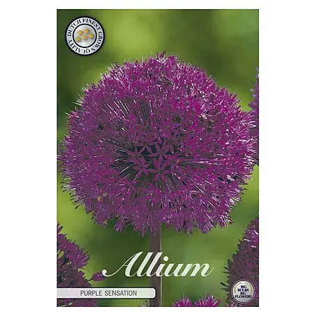 Cvjetne lukovice Luk ukrasni Allium Purple Sensation