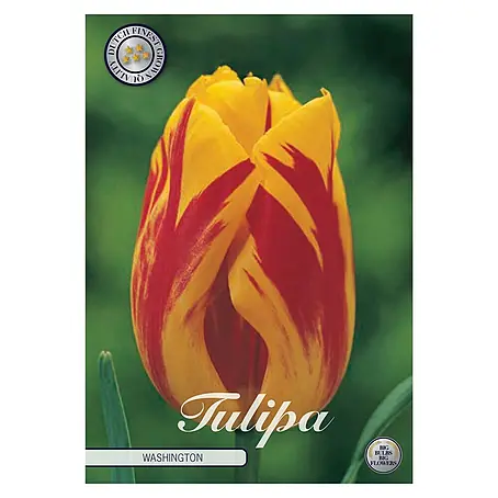 Cvjetne lukovice Tulipan Triumph Washington