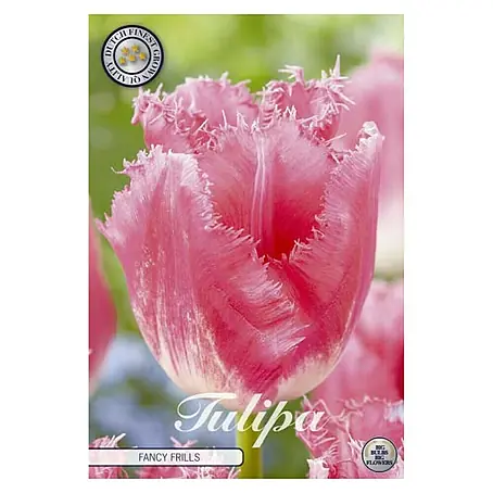 Cvjetne lukovice Tulipan Fringed Fancy Frills
