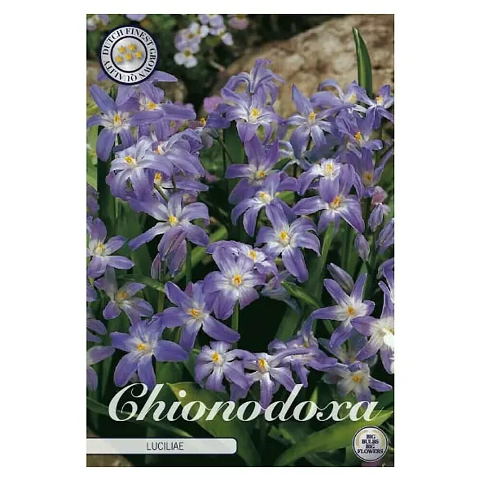 Cvjetne lukovice Chionodoxa Luciliae - Ljubičasta, Botanički opis: Chionodoxa - Pogled sprijeda