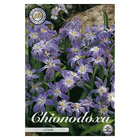 Cvjetne lukovice Chionodoxa Luciliae
