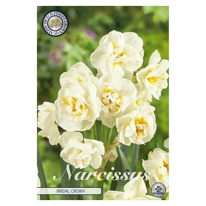 Cvjetne lukovice Narcisa Botanical Bridal Crown - Bijela, Botanički opis: Narcissus - Pogled sprijeda