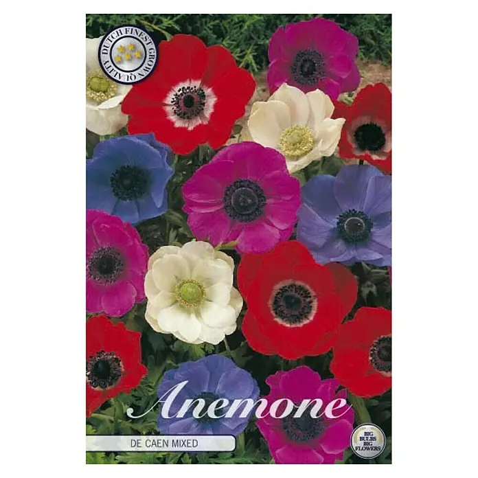 Cvjetne lukovice Anemone Coronaria de Caen Mixed - Mješane boje, Botanički opis: Anemone - Pogled sprijeda