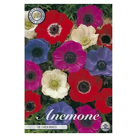 Cvjetne lukovice Anemone Coronaria de Caen Mixed