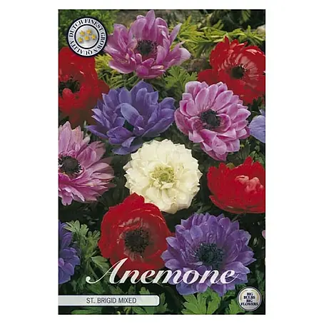 Cvjetne lukovice Anemone Coronaria St. Brigid