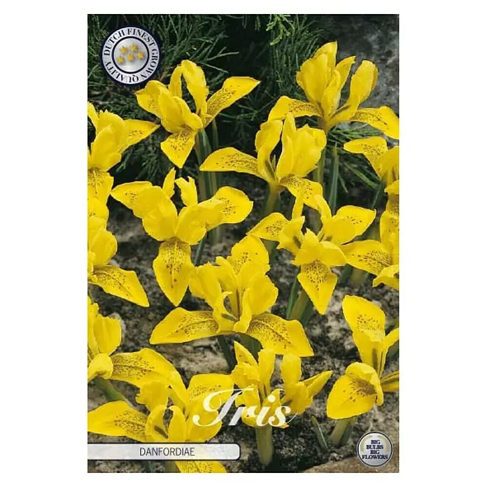 Cvjetne lukovice Iris Hollandica Danfordia - žuta, Botanički opis: Iris - Pogled sprijeda