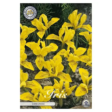 Cvjetne lukovice Iris Hollandica Danfordia