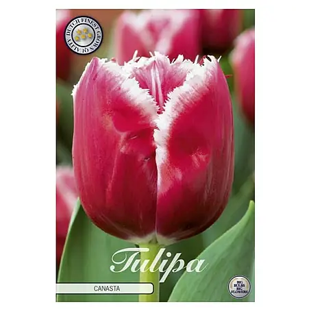 Cvjetne lukovice Tulipan Fringed Canasta