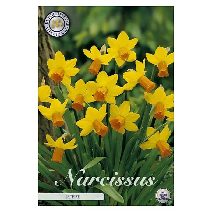 Cvjetne lukovice Narcisa Botanical Jetfire - Žuta, Botanički opis: Narcissus - Pogled sprijeda